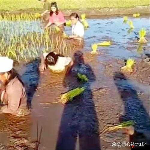 耕种姨妈肥沃的土地：一段充满汗水与希望的辛勤耕耘之旅